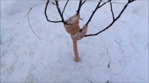 Подготовка  яблони к зиме!