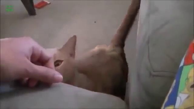 Животные требуют ласки смотреть онлайн