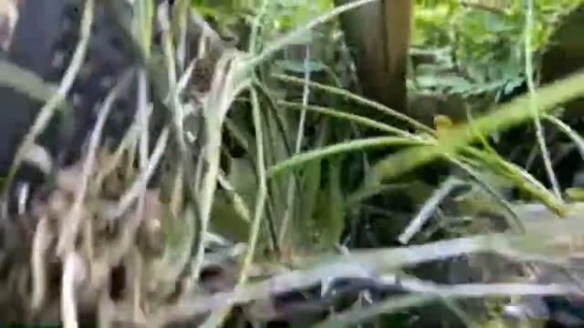 LIVE IN THE ORCHID JUNGLE GLOBAL WARNING OR POSSOM POOPING ON MY PLANTS AND FLUKE WEATHER смотреть онлайн