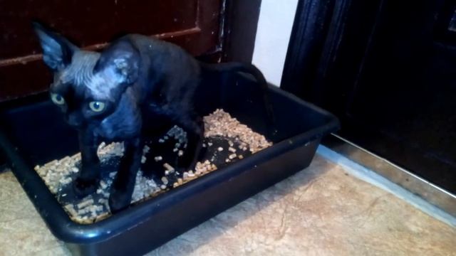 Котята девон-рекс ходят на лоток смотреть онлайн