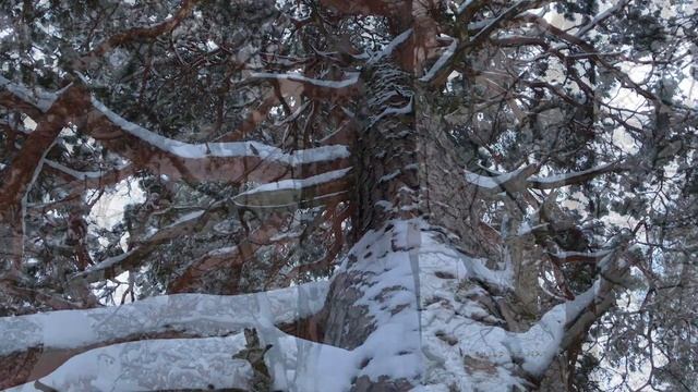 Winter Fairy Tale | Short Film (no talking ) смотреть онлайн