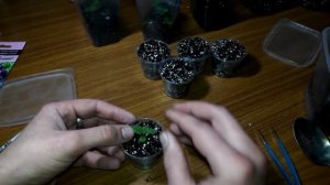 Глоксинии из семян, это легко и просто.