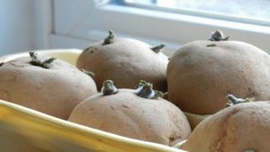 ПОДГОТОВКА КАРТОФЕЛЯ К ПОСАДКЕ ЯРОВИЗАЦИЯ