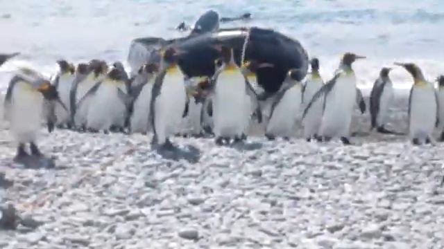 Вы не были в Антарктиде смотреть онлайн