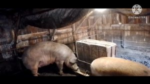 Унас сегодня -11 как дела у поросят. Кинули меня на ячмень. Свинка гулёна.Незабудь ?для продвижения