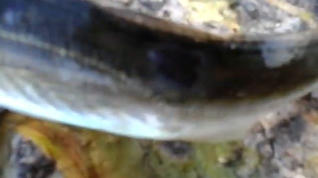 Черноморская рыбалка с берега: Ставрида, окунь и ёрш смотреть онлайн