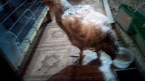 Курочка со сломанной лапкой вылечилась))