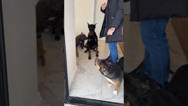 Восемь собак выходят гулять по очереди Милка получила пинка смотреть онлайн