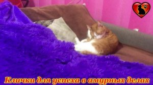 Как назвать кошку, чтобы она привлекала деньги, любовь и успех!