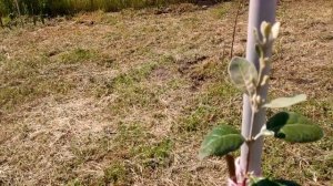 Фейхоа в открытом грунте