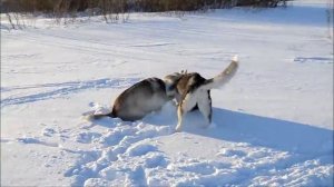 Юмец - холодец и Златец - большой попец 6 и 5 лет