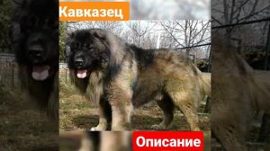 Кавказская авчарка параметры и описание