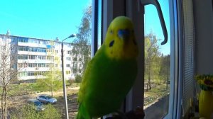 ВЕСЕЛОЕ и РАДОСТНОЕ ПЕНИЕ волнистого ПОПУГАЯ ▶️ УТРО ПОПУГАЯ ТОШИ ▶️ зеленый попугайчик TV