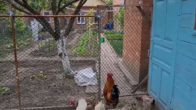 Ейск?Огород. Уборка в курятнике. Сено для кур. Варька... и многое другое...