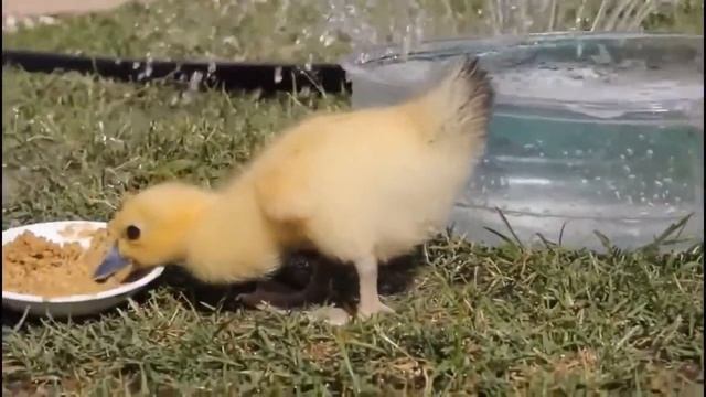 Утки, уточки, утята (Видео подборка) смотреть онлайн