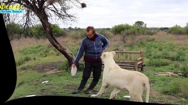 Премия феникс rutube. Премия феникс rutube