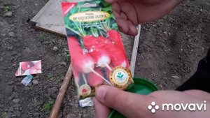 РЕДИСКА. ПОСАДКА РЕДИСА РАННЕЙ ВЕСНОЙ. КАК ВЫРАСТИТЬ РЕДИС