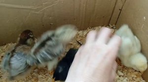 как определить пол у цыплят в 10 дней