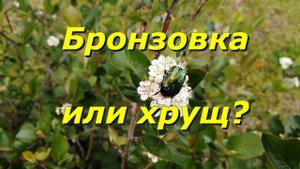Как отличить бронзовку от хруща