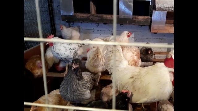 Как повысить яйценоскость кур несушек