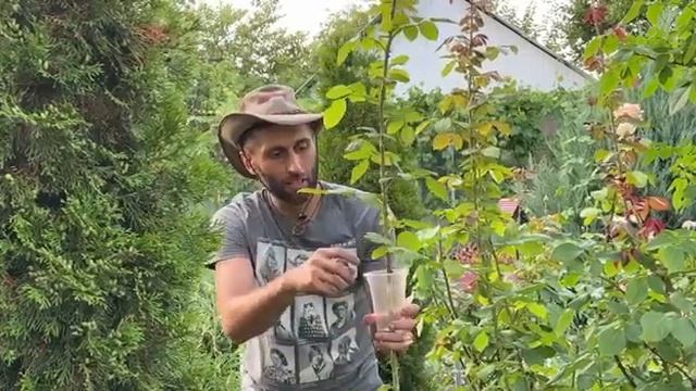 ПРОЩЕ НЕ БЫВАЕТ! СПОСОБ РАЗМНОЖЕНИЯ РОЗ