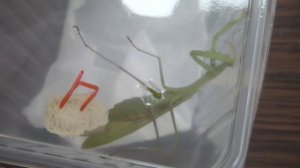 Самка богомола обыкновенного Mantis religiosa откладывает оотеку