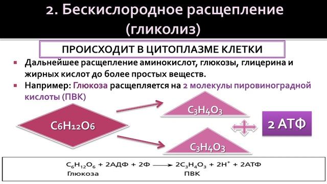 Биология 9 класс. Обеспечение клеток энергией смотреть онлайн
