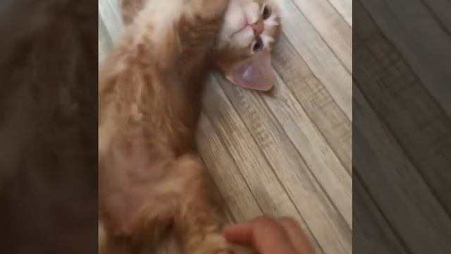 Красивый рыжий котёнок Мейн-кун смотреть онлайн