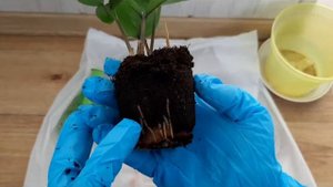 ЗАМИОКУЛЬКАС РАЗМНОЖЕНИЕ ЛИСТКОМ - ПЕРЕСАДКА 03.10.21