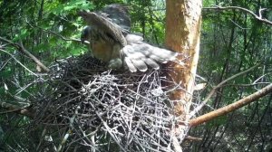 Самка ястреба-перепелятника отпугивает белку от гнезда  ( Accipiter nisus )