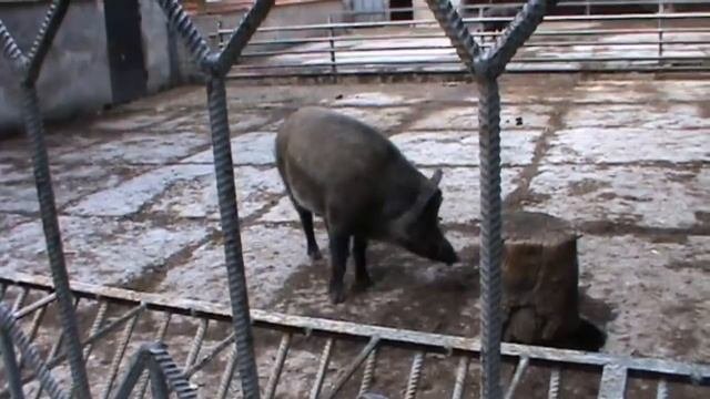 Олень просит лакомство и благодарит за угощенье