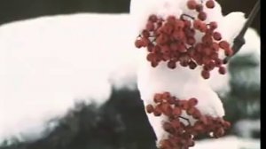 Алиса Фрейндлих У природы нет плохой погоды