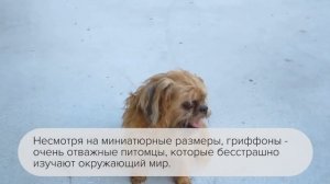 Все о породе брюссельский гриффон