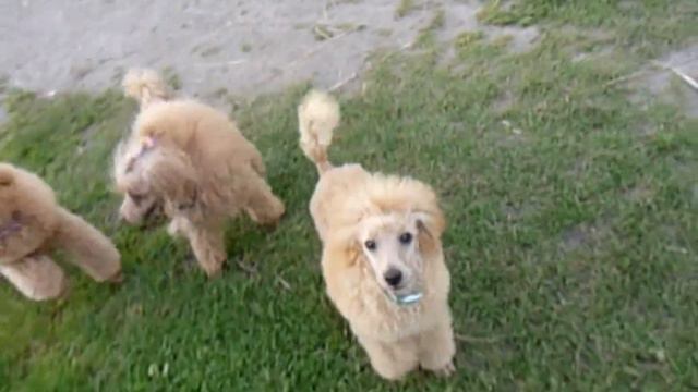 Невский Сувенир ЯРКИЙ МИР - Чикуня смотреть онлайн