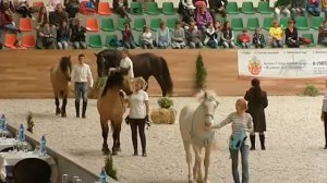 Выставка лошадей