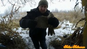 Ловля ястреба Accipitrinae на Тайник и Орнитологическую сеть.