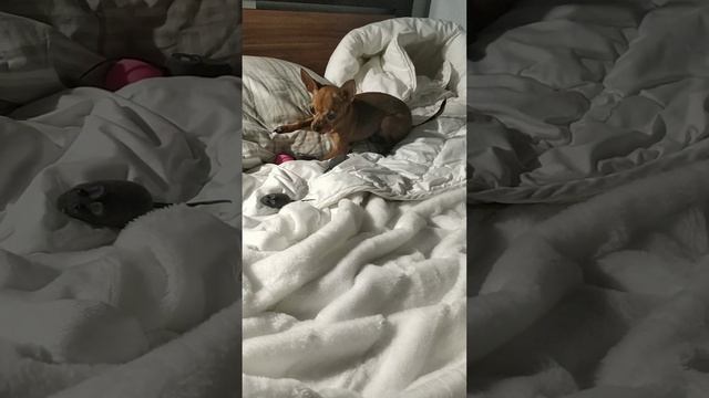 А мне при покупке 2,5-годовалой Маси говорили, что она не играет??? #моясобака #всемдобра