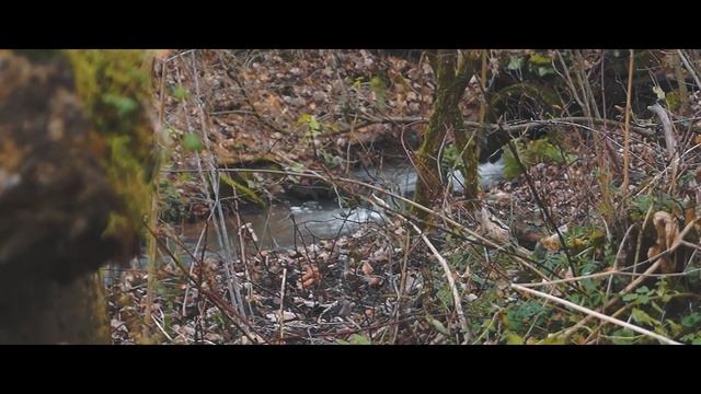 Into the Woods - Cinematic Sony A58 смотреть онлайн