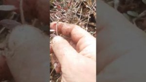 садовая клюква на участке  в Подмосковье  .  есть ли смысл  растить?  ответа пока нет :)