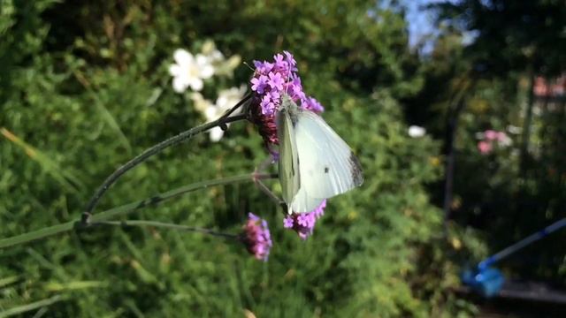 Bees & Butterflies in Harwood Garden | Feasting on Alliums | Verbena Bonariensis | Snapdragons