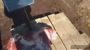 ЗАБИЛИ ГОДОВАЛОГО БЫЧКА // ОТКОРМ БЫЧКА ОТРУБЯМИ