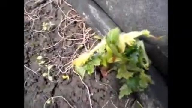 Ежевика Черная Магия ползет смотреть онлайн