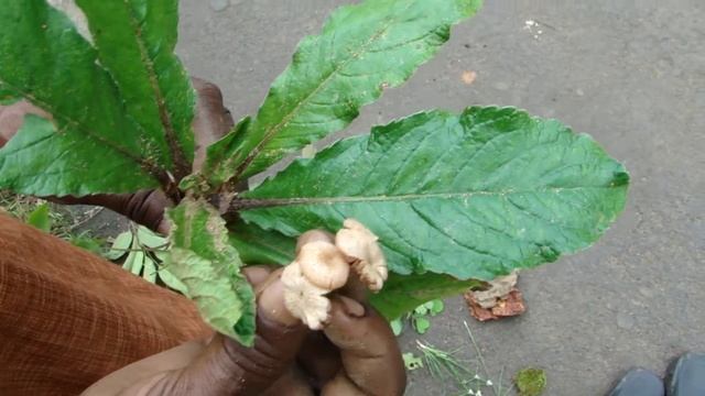 Tertiary Ingredients of Cardiocrinum giganteum Formuls: Pankaj Oudhia's Medicinal Plant Database смотреть онлайн