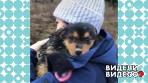 Как поход в магазин изменил жизнь бездомного щенка. Видели видео? Фрагмент выпуска от 17.05.2020