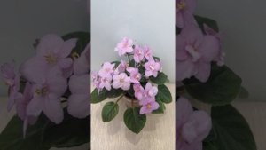 Фиалка РС-Праздник гномов. Обзор.