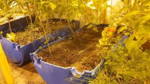 Сравнение биогидропоника, земля и гидропоника. Что лучше?