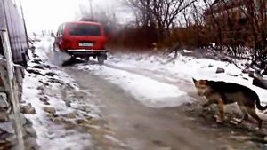 Нива крокодил по горам и снегу. Field a crocodile on the mountains and snow.