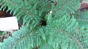 Необычный папоротник/Polystichum setiferum/Многорядник щетинконосный