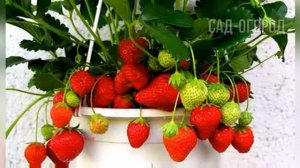 Вырастила 3 кг клубники с куста дома! Как вырастить клубнику из семян