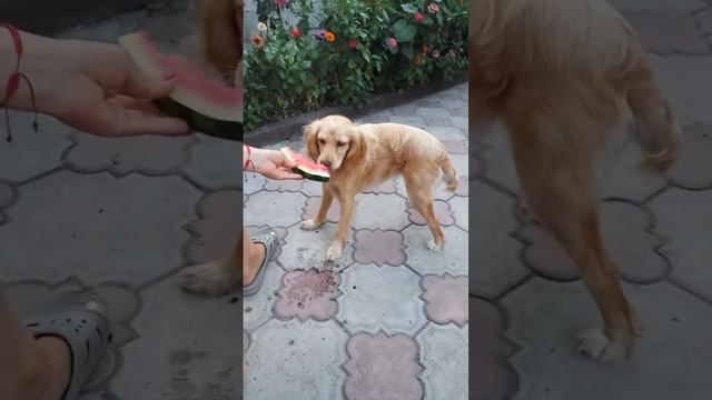 Спаниель ест арбуз